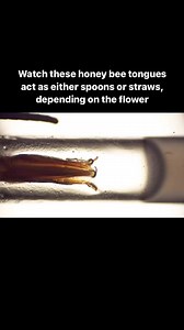 For decades, scientists assumed honey bees only lapped up nectar, rapidly dipping their tongues in and out. In 2020, researchers discovered that in some cases, the bees could also use their tongues to suck—but it wasn’t clear when or why they employed one strategy over the other in nature. To find out, researchers presented honey bees with deep tubes filled with nectar of varying sugar concentrations. They used high-speed cameras to watch as the bees extended their tongues into the tubes to draw