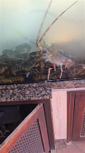 146K views · 5.2K reactions | Hoy Jueves Salimos en Directo, la Chica  y Yo en el programa" Hoy en Día " de Canal Sur TV a las 11.30 horas con Toñi Moreno Una Vida Marinera, Hoy Domingo Reserva tu Apartamento Turístico el Peñón al teléfono 642 75 51 94 , Gracias | Restaurante el Peñon | Facebook