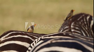 Yellow-billed Oxpecker - Buphagus africanus passerine bird in Buphagidaem, native to the savannah of Sub-Saharan Africa, symbiotic and parasitic to big mammals, on zebra. Several birds on the zebras.