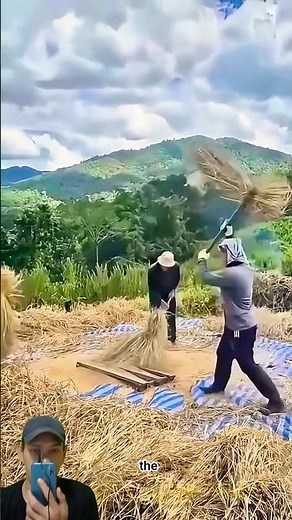 Traditional Wheat Threshing Technique | Manual Grain Harvesting