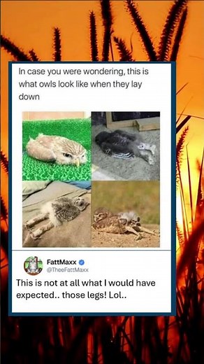 Have You Ever Seen An Owl Laying Down?!