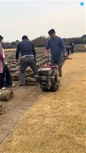 How Turf Farms Create Carpet-Like Grass Rolls! #facts #ytshorts #trending