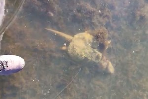 Snapping Turtle Stuck Under Ice Has Had Enough of Winter