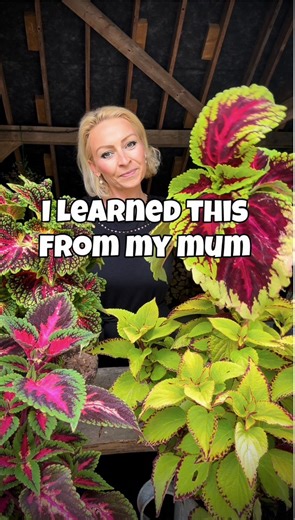 ❗️This will save you money‼️ Last summer I took cuttings of Coleus. They rooted in water and now it's time to pot up my new plants. My granny grew Coleus And I always thought it was a very old-fashioned plant, but a few months ago I realised that I now love this plant and I have also included it In my third book, the Money-Saving Gardner containers. 🪴If you want to create more coleus plants at home select one of the side shoots and remove it from the mother plant. Reduce foliage on your cutting