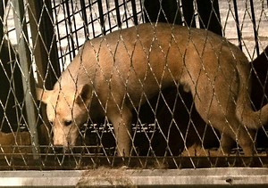 A Day in the Life: 3 Animal Cruelty Investigators Share How They Save Animals Every Day