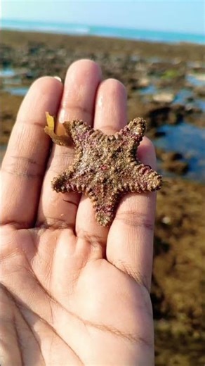 Star Fish | Fascinating Fauna | Marine Biodiversity