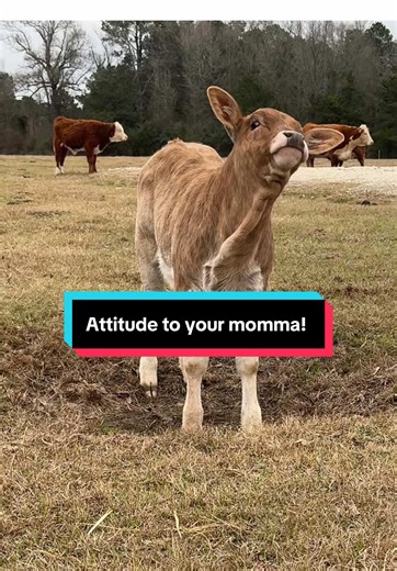 Embracing Attitude: Farm Life with Cows and Calves