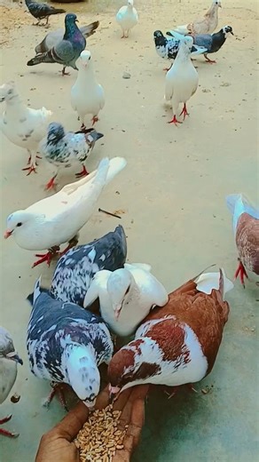 pigeon lover saport to saport bhai log #pigeon #bird #kabootar #kabootarba #pigeonnet #pigeonlove