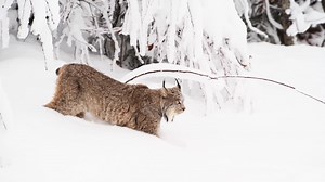 132K views · 4.8K reactions | Here is another short video of the beauitful lynx I spotted along the boreal forest! | Famous Amos Photography | Facebook