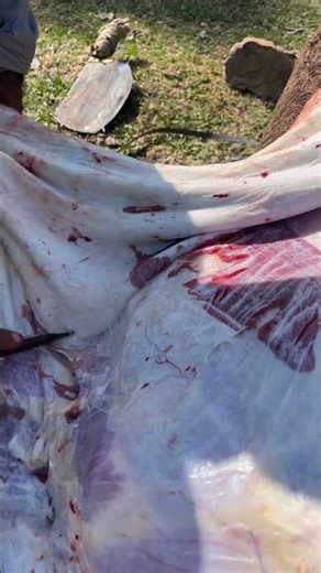 Cow Skin Removing Process 🐄