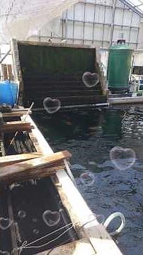 ラクラク濾過槽掃除!! ヘチマロン洗浄 300t池＃京阪錦鯉センター池メンテナンス