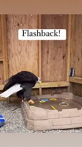 91K views · 2.1K reactions | Hopefully none of the birds have any tricks to play on us this April Fool’s Day! If this flashback video of Aurora’s pool being frozen were to happen today, this would be the BEST April Fool’s Day prank EVER!  Thankfully we don’t have to worry about a deep freeze for another 8 months, so Aurora can splash not ice skate in her pool! Happy April 1st! | Christine's Critters Inc. | Facebook