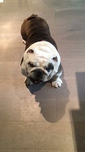Well you asked for it. Oliver doing laundry...... ready to kill Butler in search of a dryer ball. | The Bulldog Butler