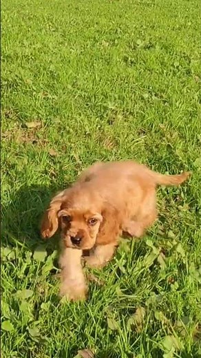 🐶 Adorable Golden American Cocker Spaniel Puppy Playing | 2-Month-Old Cutest Puppy Ever! 🐾✨