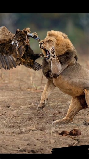 The Vulture Attacked… The Lion Did THIS! 🦁😱#shorts #trending