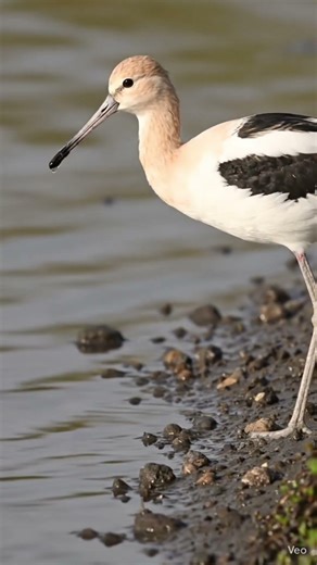 American Avocet - Brought to Life - Inspired by John James Audubon