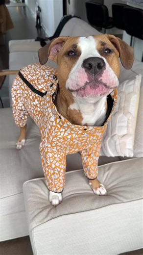 406K views · 10K reactions | Her raincoat is so cute 凉 #dogsofinstagram #dograincoat #talkingdog #viral #viralreels | Luna The Pittie | Facebook