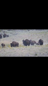 All the hoof power. Bison running in from the hills on Slough Creek... Yellowstone National Park | T. Lyn Neufeld Photography