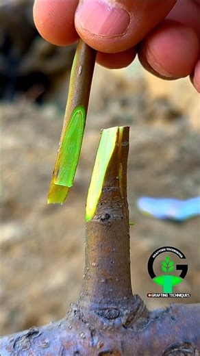 Plant grafting techniques | Grafting plants | Pear tree grafting techniques #shorts #bonsai #nature