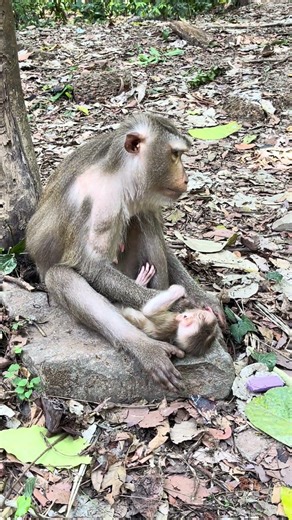 Poor Tiny Baby Monkey Life After Birth #shorts #animals #monkey #cute #family