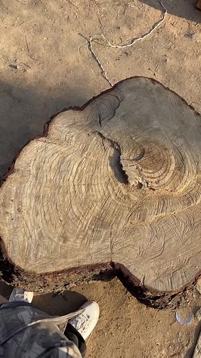 #bat's #grainz #cricket_ #stickers #newedition_ #cricketcraftsmanship_