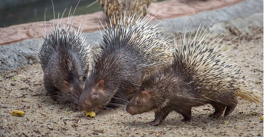 Porcupines in Texas: Where They Live & How Many Are in the State?