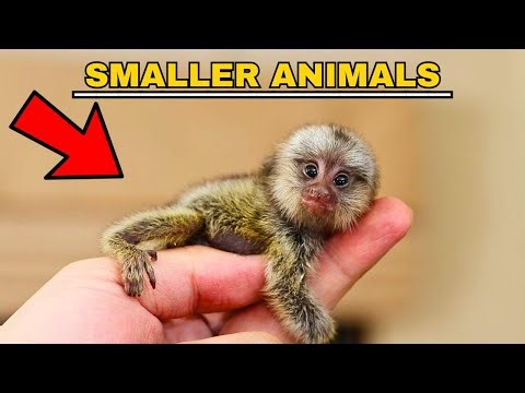 SMALLEST ANIMALS IN THE WORLD