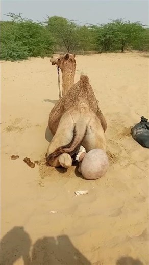 حتى أن الجمل ترك خلفه حفيده الحبيب ليضع مولودًا.