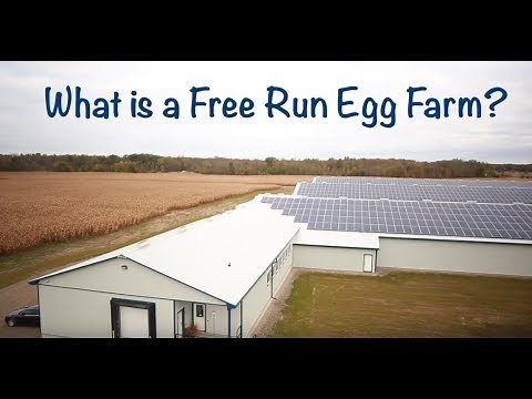 What is a Free-Run Egg Farm?
