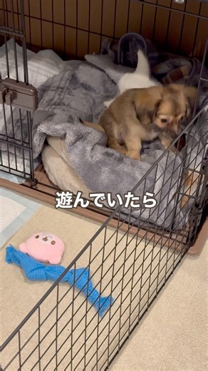 急にHPきれてハウスするチワックス #チワックス #犬のいる暮らし