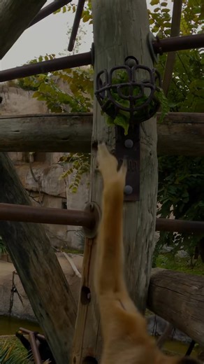 22K views · 769 reactions | We’re gibbon you a new view of the Zoo...