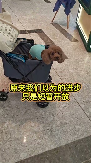 《我对你真的太失望了啦》#pet #petfriendly #poodle #malaysia #KL #shopping #travel #contentcreators #yolo