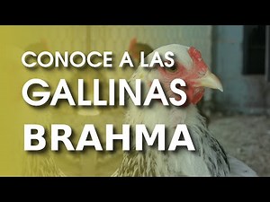 Giant Brahma Chicken 🐔 | The King of All Poultry