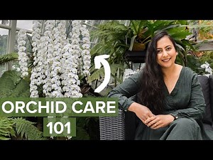 Learn Basics Of Orchid Care For Beginners In Less Than 10 Minutes