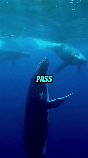 What whale songs actually mean will shock you #whales #ocean #facts