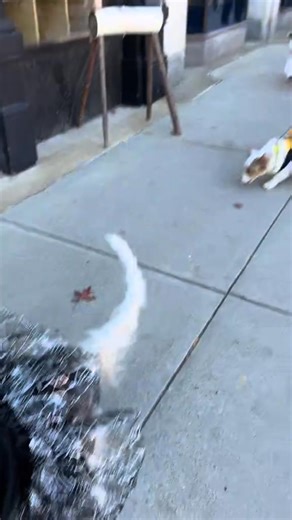 We hope everyone had a safe and fun Halloween! Our dogs enjoyed a costume parade with some friends and a giant skeleton toy! We hope you and your dogs all got out and had fun as well 😊 | Dogs Day Out Adventures