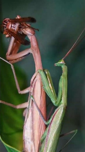 Shocking: Two Mantises "Love" and Eatingat the Same Time #shorts