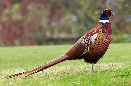9 Types of Farm Birds to Keep Aplenty