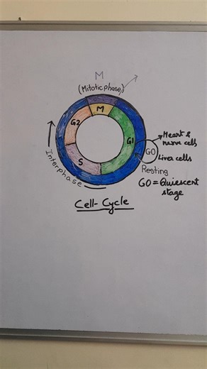 G0 or Quiescent stage of interphase || neet Biology