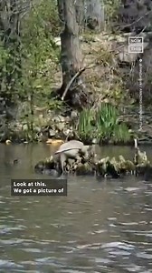 These kayakers captured footage of a plump snapping turtle in all of its glory, giving it the instantly-viral nickname ‘Chonkosaurus.’ Joey Santore posted footage of Chonkasaurus to Twitter, where it has more than 547,000 views. ‘Great to see this beast thriving here on what was once such a toxic river, but is slowly getting cleaned up & restored,’ he wrote. ‘I can only wonder [what] this thing's been eating.’ | NowThis