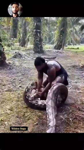 African Rock Python vs Human — Incredible Clash