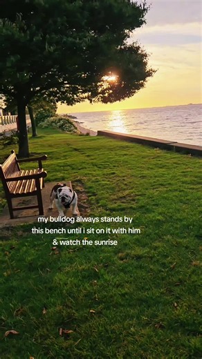 This is my bulldog's favourite bench and is the half way point of our morning walk. Its a great spot to watch the sunrise over the River Humber 👌 #englishbulldog #justabulldog #bulldogsoftiktok #dogwalk #bulldog