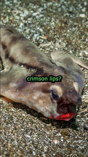 🐟 The Fish That Walks With Lipstick! 💄