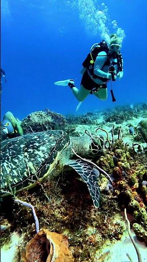 World Sea Turtle Day 🐢 | Admire, Respect, and Protect These Gentle Ocean Spirits | Cozumel 247