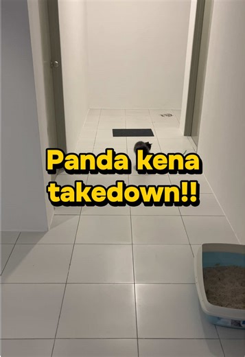 Panda pandai front flip 🤣