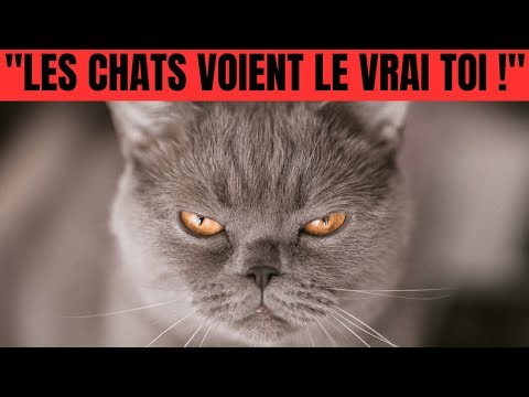 How Cats Secretly Know You're a Good Person