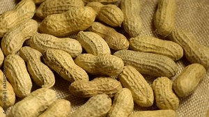 Peanut in a shell texture. Food background of peanuts. Macro video, the forgiving of nuts in a peanut shell. Inshell peanuts background texture