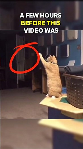 He Kept Waiting For His Best Friend to Come Home