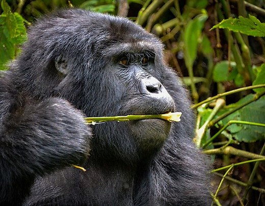 What Do Mountain Gorillas Eat - Mountain Gorillas Diet - Gorilla Facts