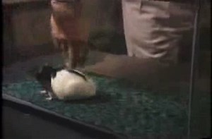 Rats laugh when you tickle them.